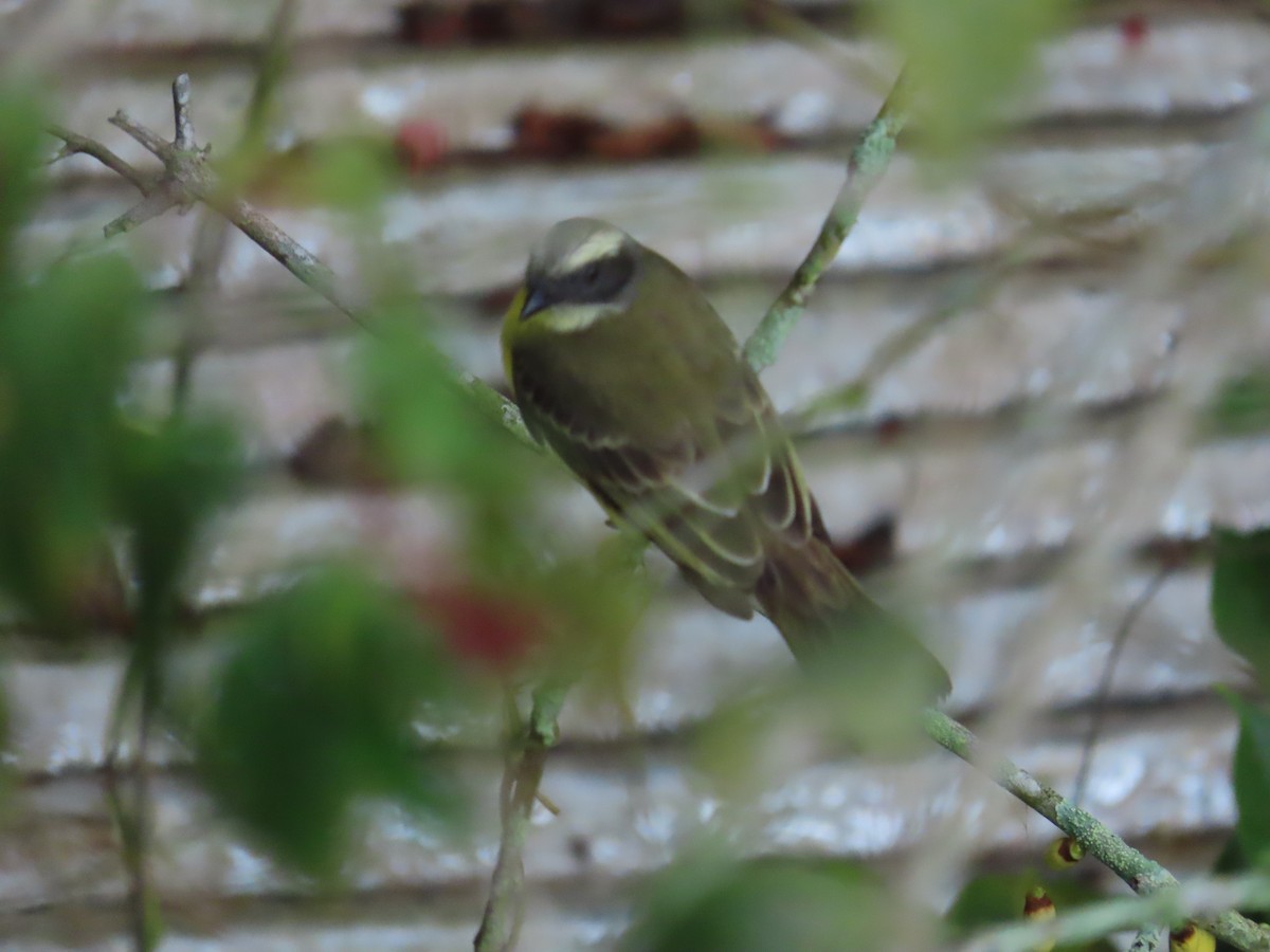 Красношапочный бентеви - ML646481199