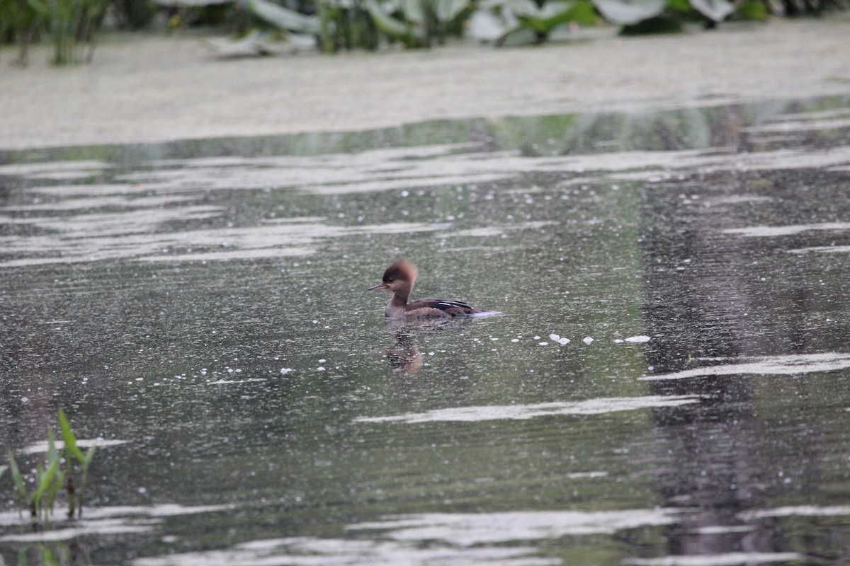 Hooded Merganser - ML646481206