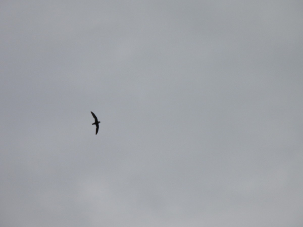 White-collared Swift - ML646481207