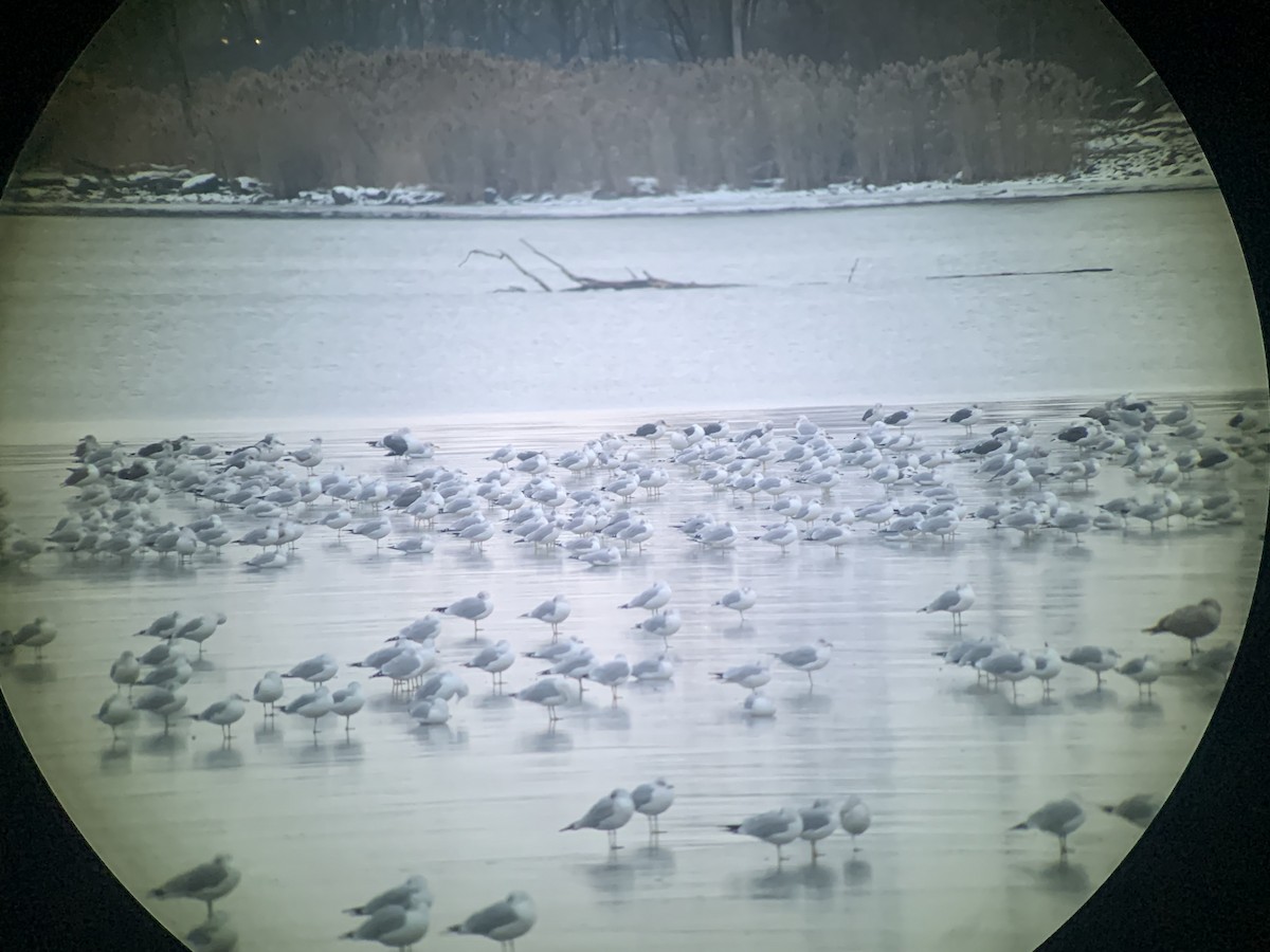 Lesser Black-backed Gull - ML646481209