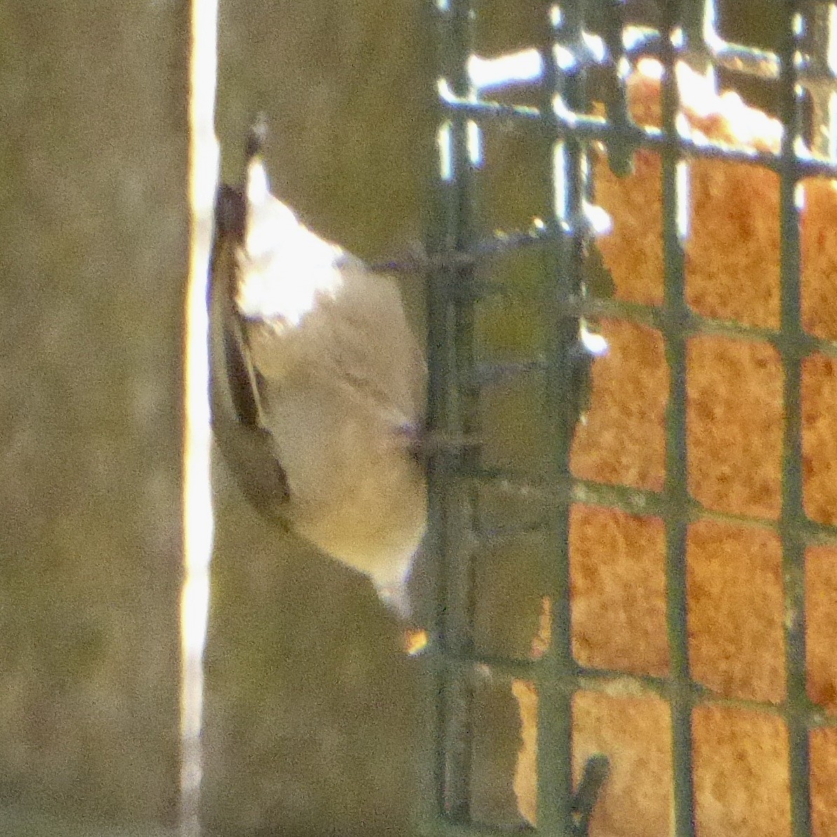 Pygmy Nuthatch - ML646481210
