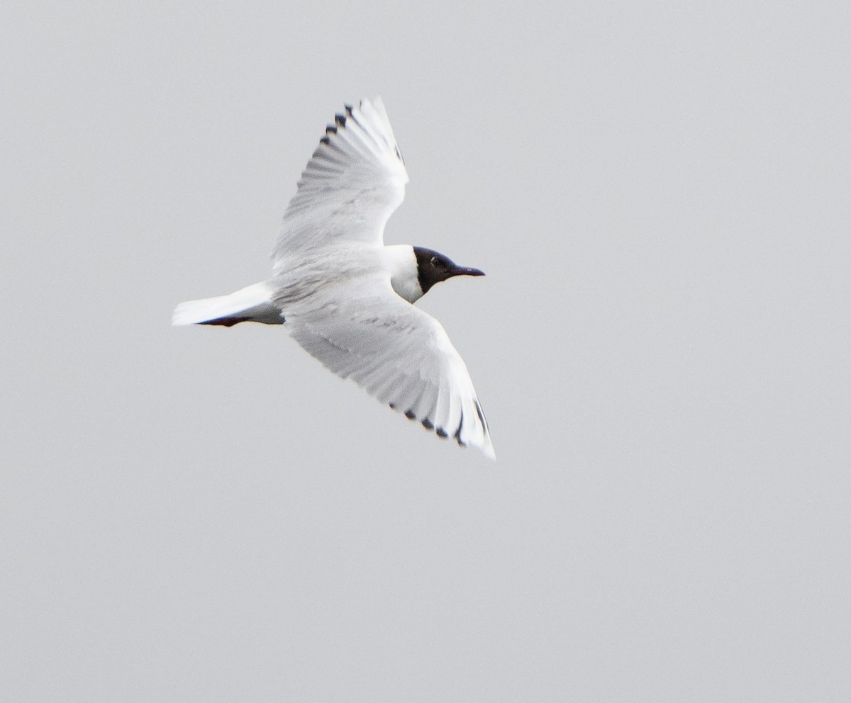 Gaviota Pipizcan - ML646481212