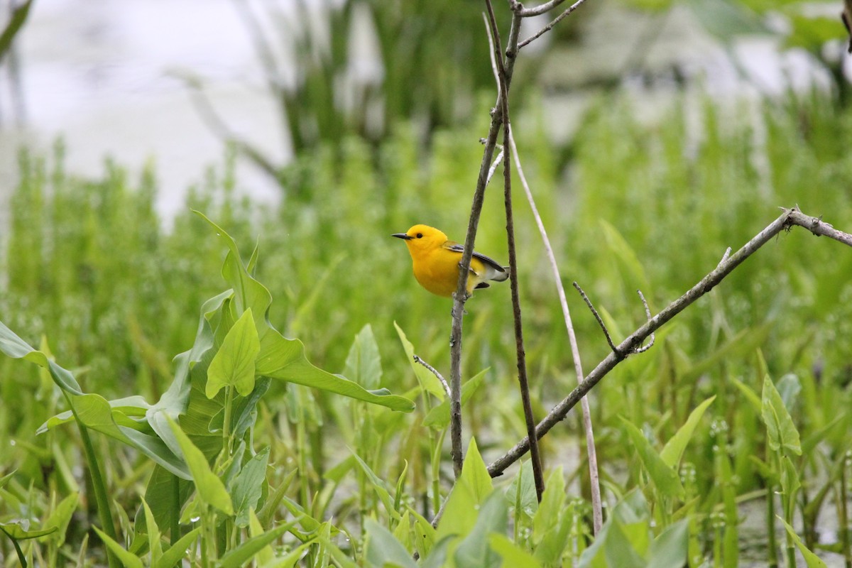 Prothonotary Warbler - ML646481214