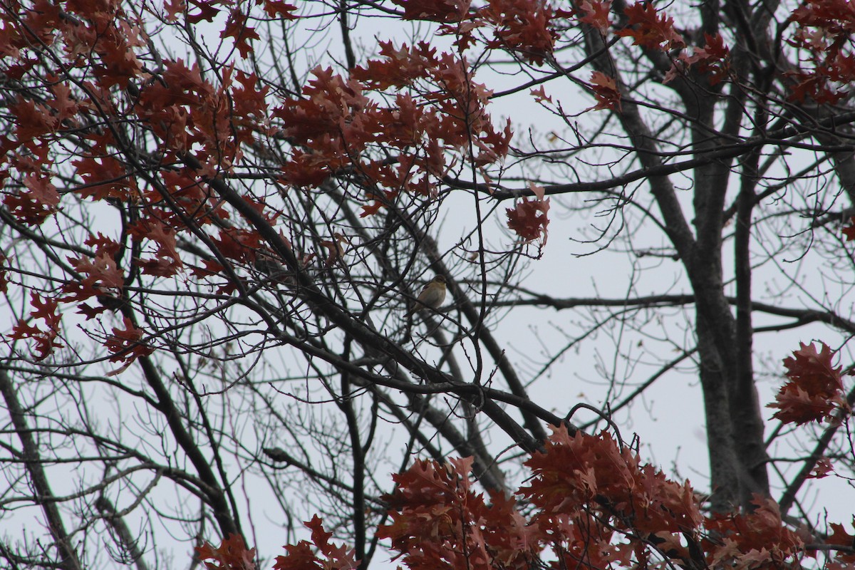 American Goldfinch - ML646481215