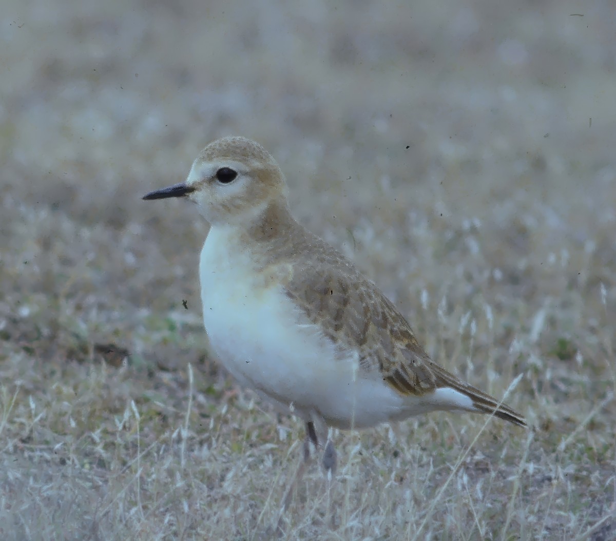 prærielo - ML646481216