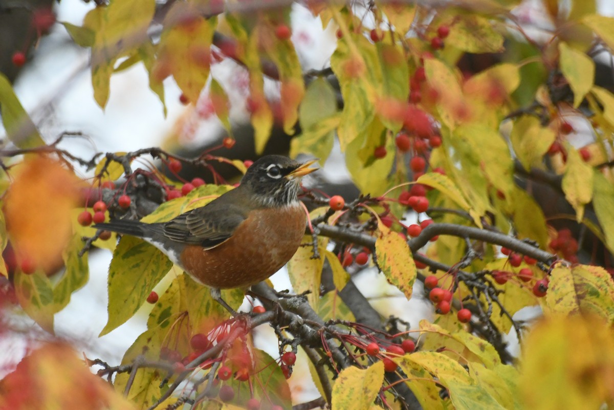 American Robin - ML646481220