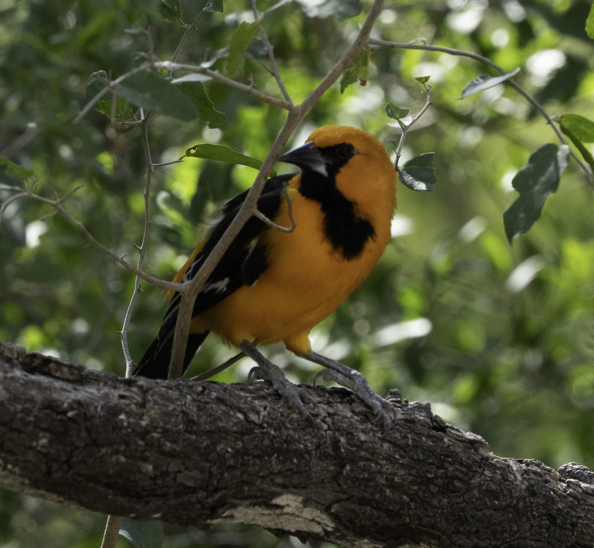 Altamira Oriole - ML646481221