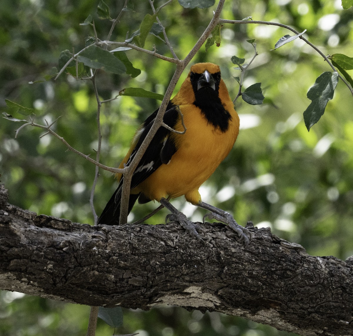 Altamira Oriole - ML646481223