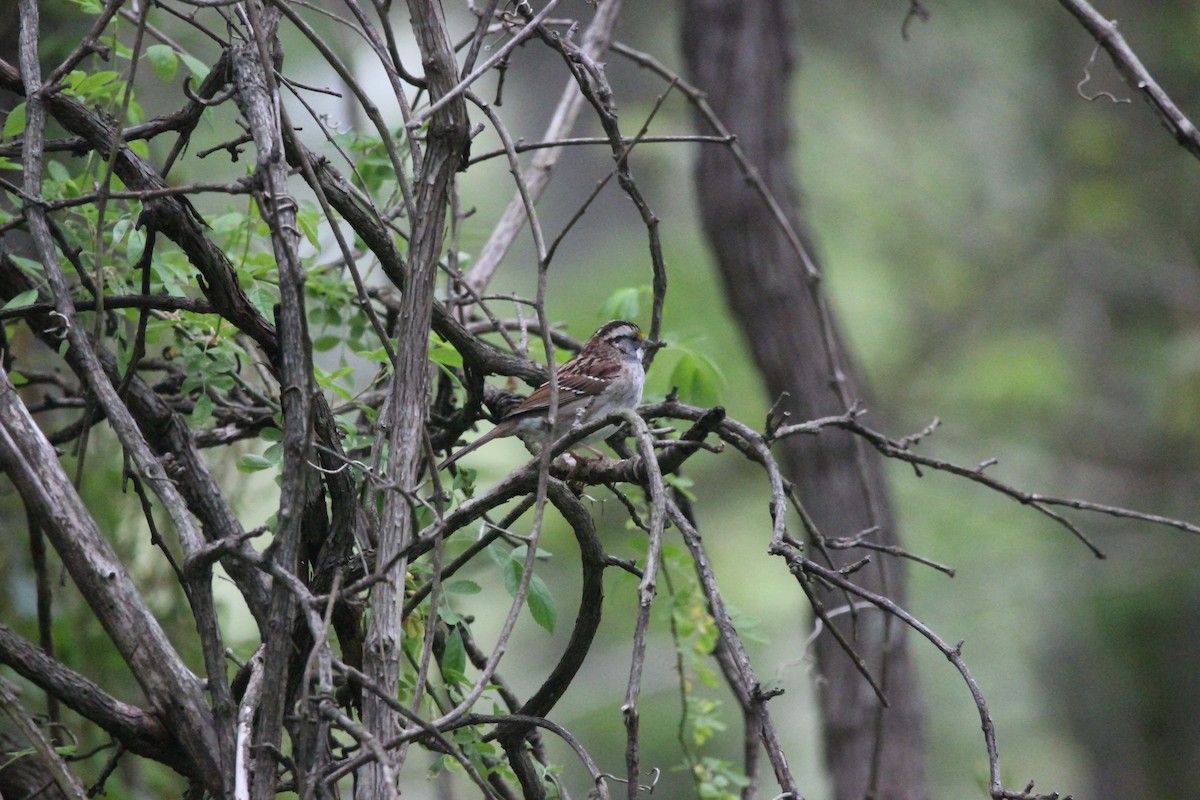 White-throated Sparrow - ML646481224