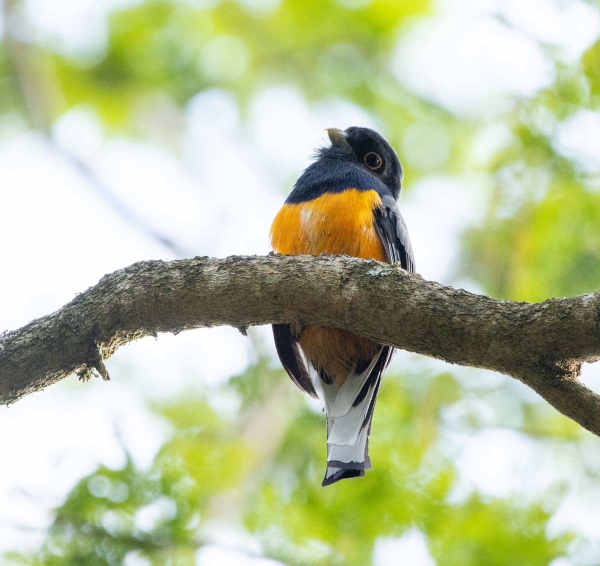 Сурукуа - ML646481226