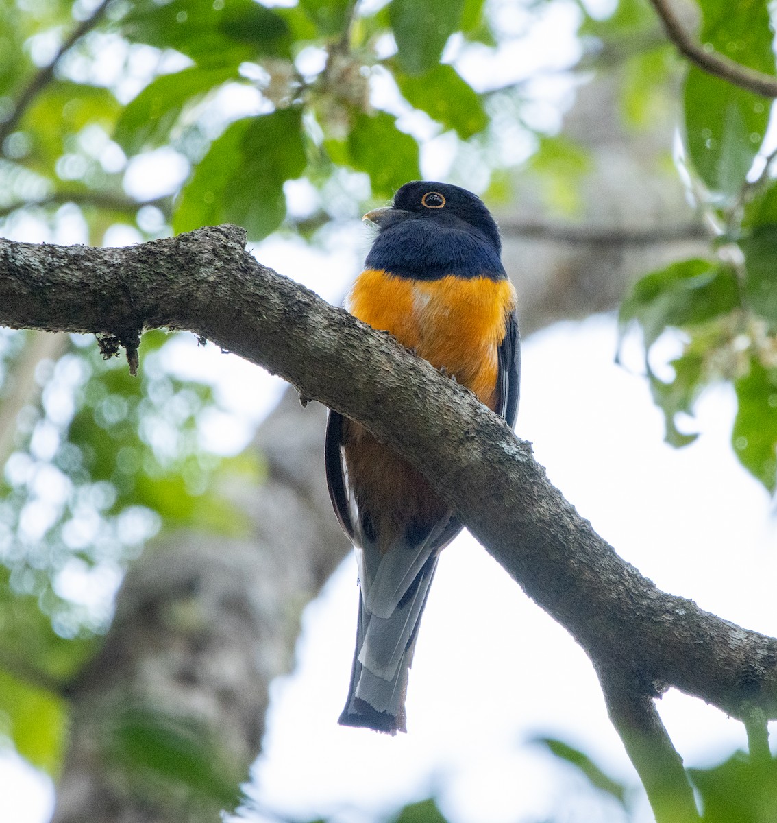 Сурукуа - ML646481227