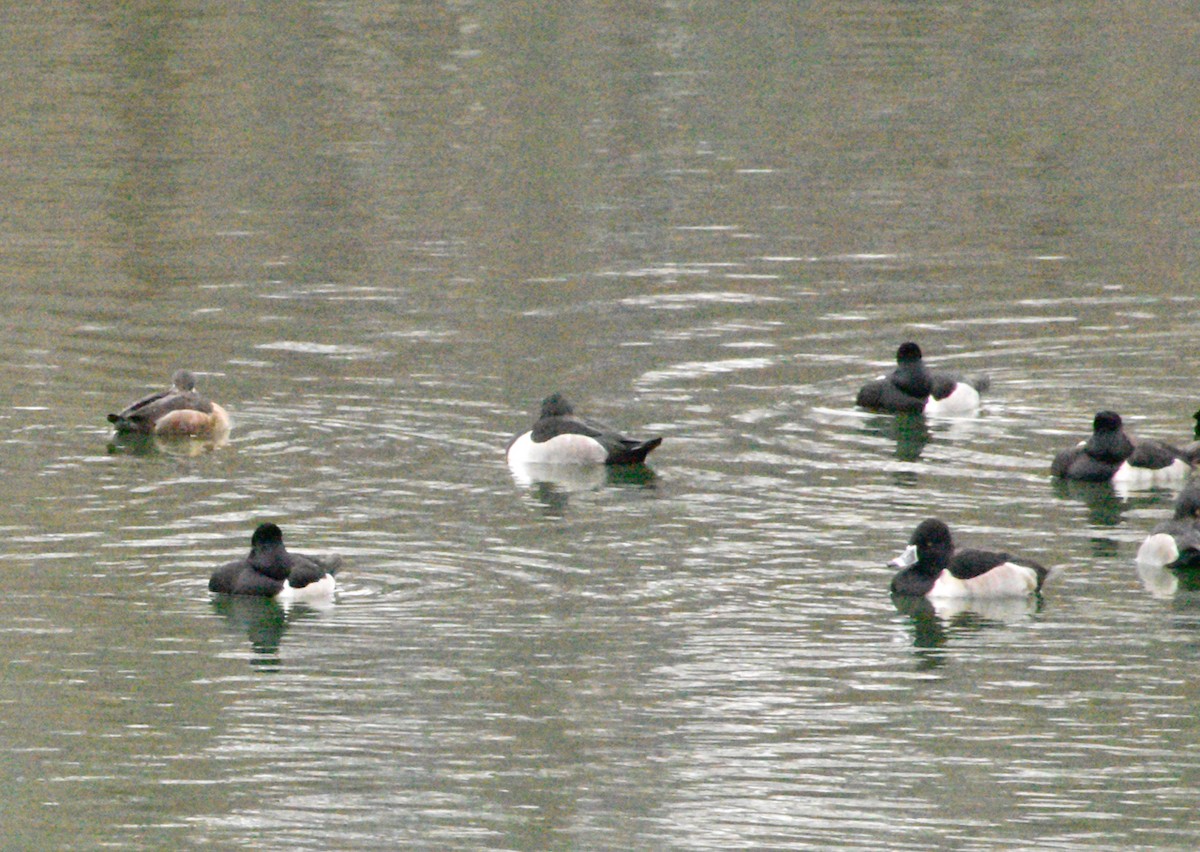 Ring-necked Duck - ML646481232