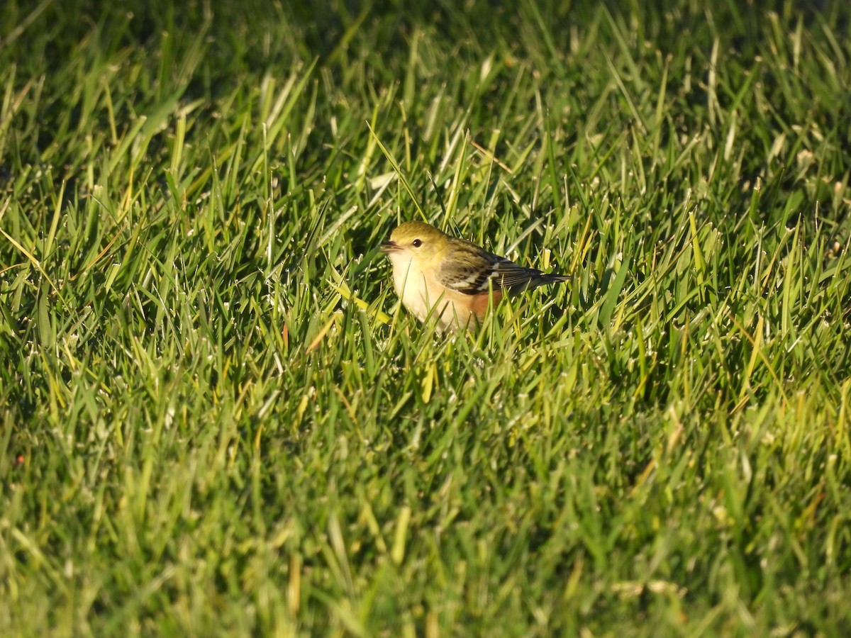 Bay-breasted Warbler - ML646481236