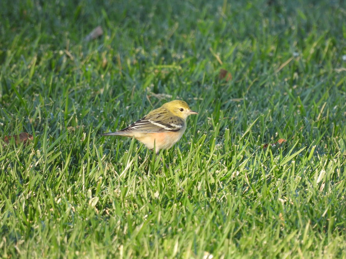 Bay-breasted Warbler - ML646481237