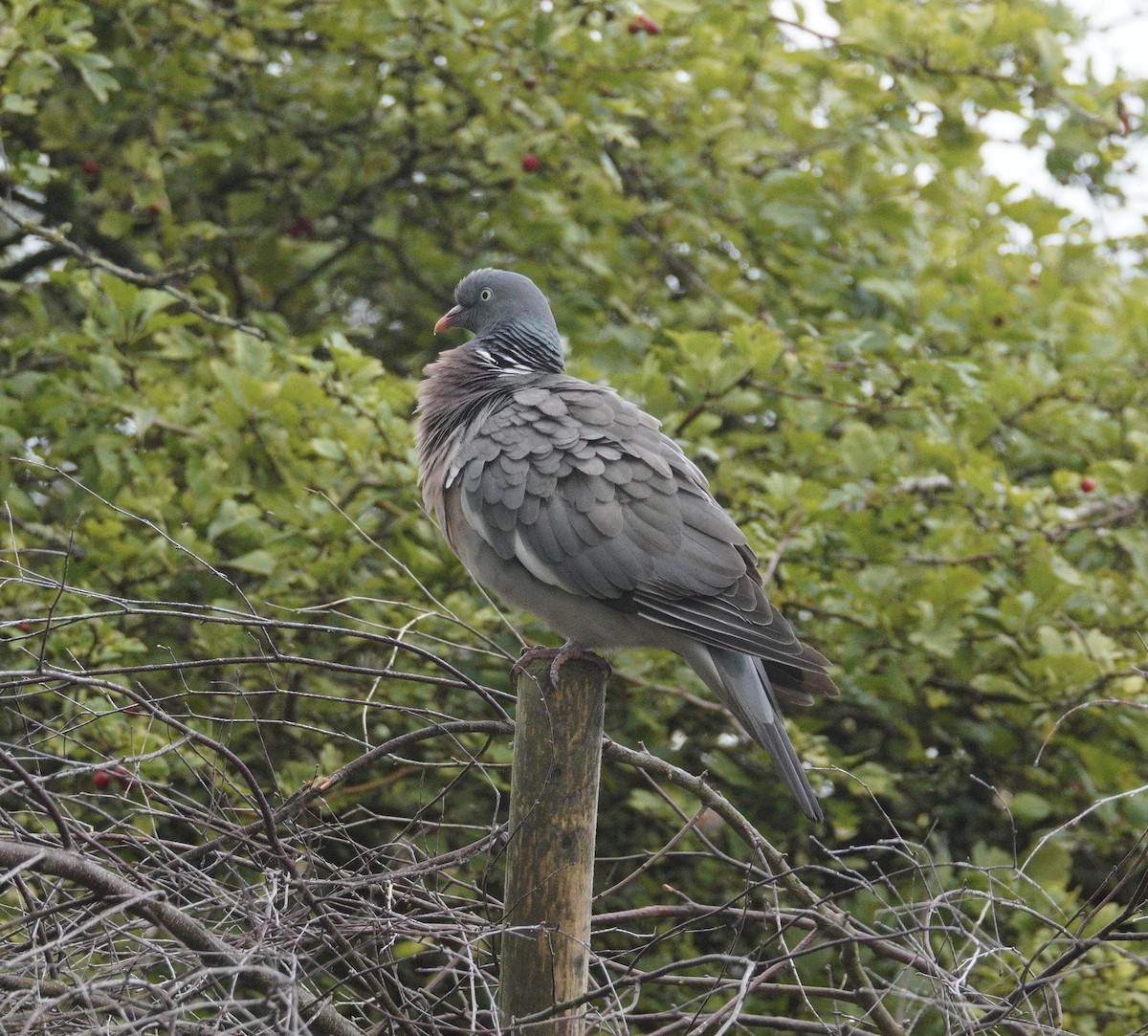 Paloma Torcaz - ML646481238