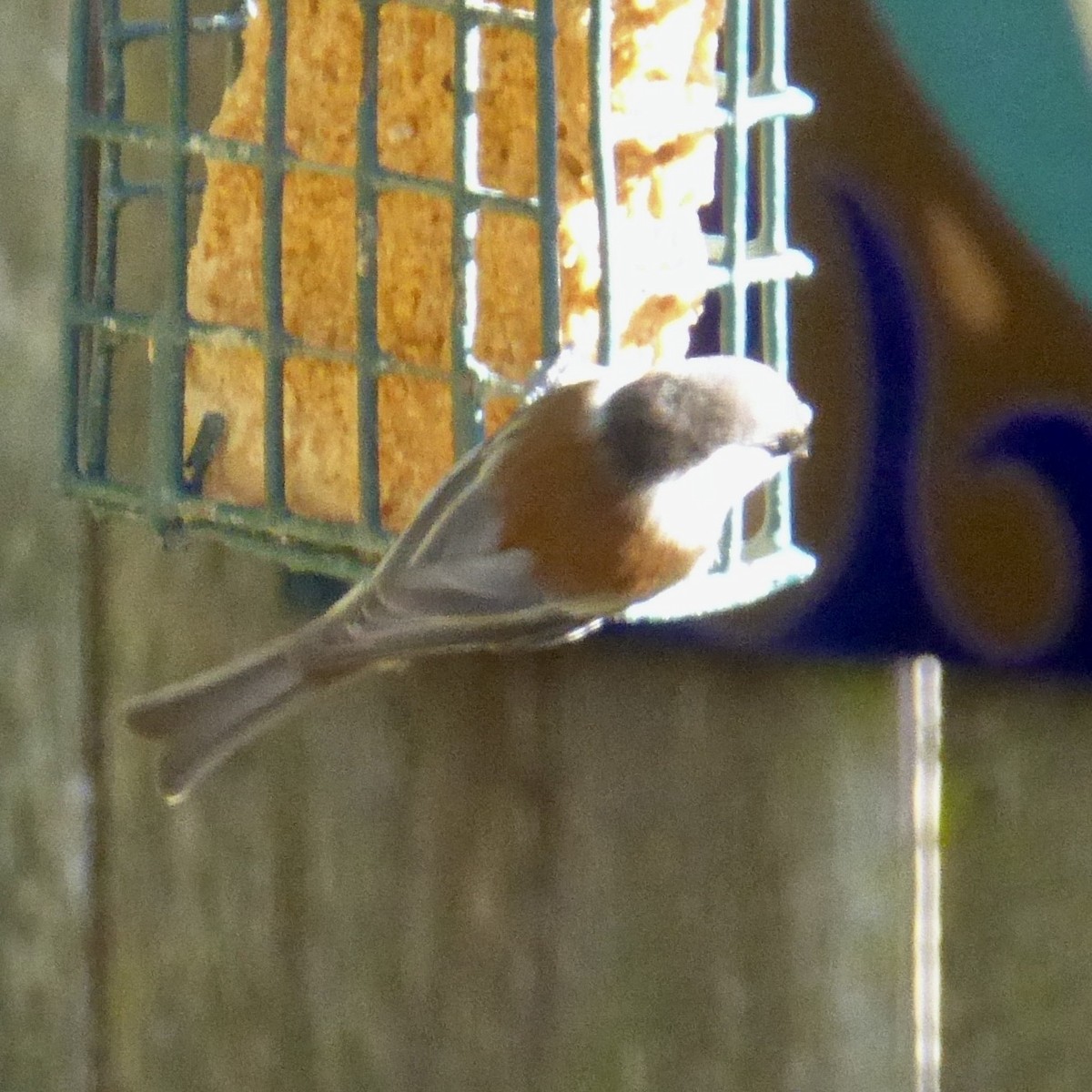 Chestnut-backed Chickadee - ML646481239
