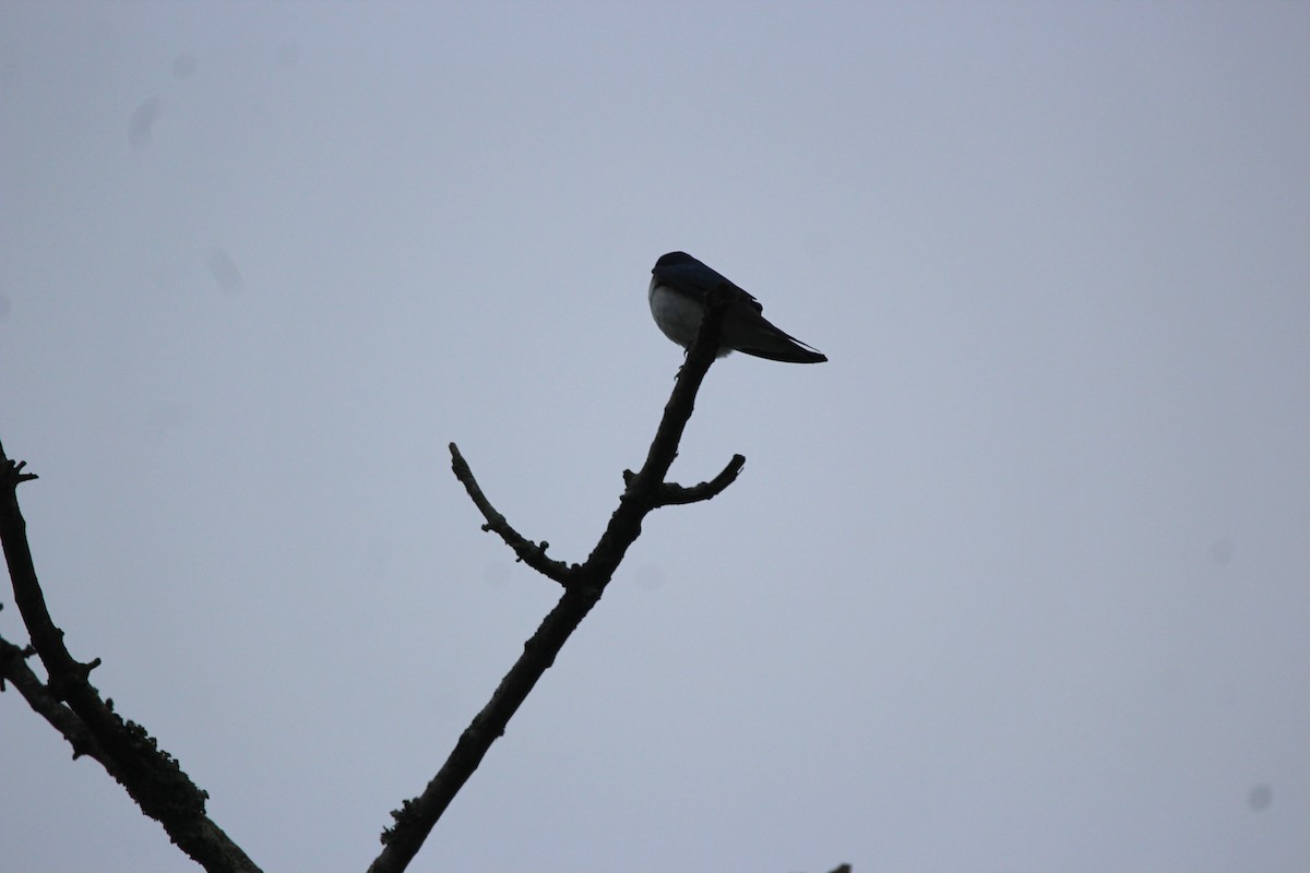 Tree Swallow - ML646481241