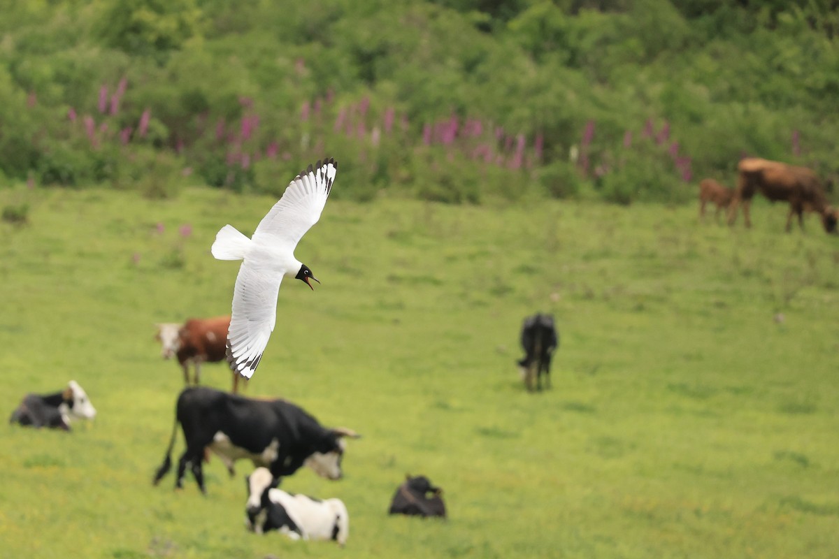 Andean Gull - ML646481244