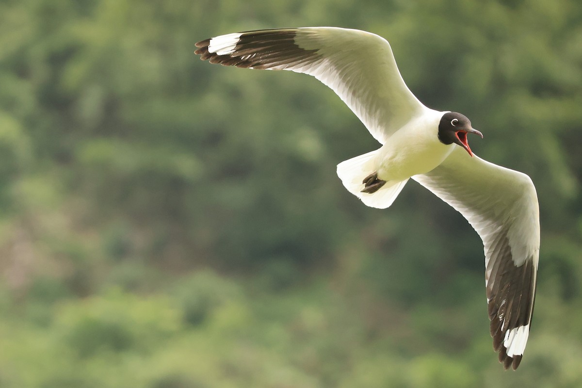 Andean Gull - ML646481245