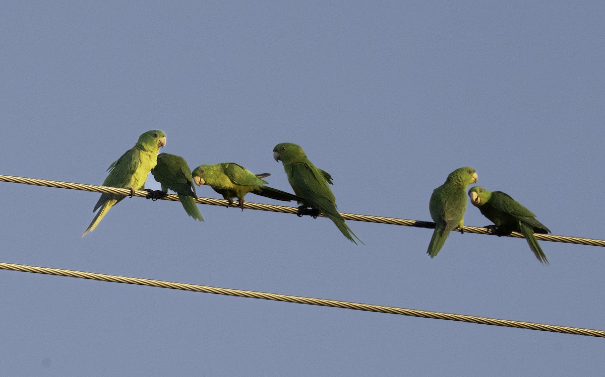 Green Parakeet - ML646481247