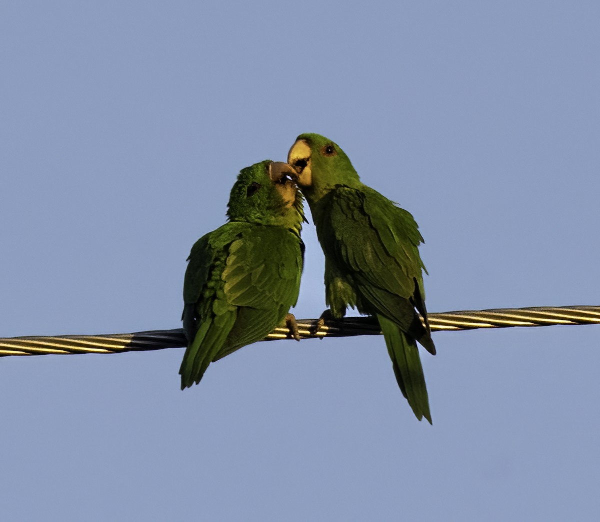 Green Parakeet - ML646481248