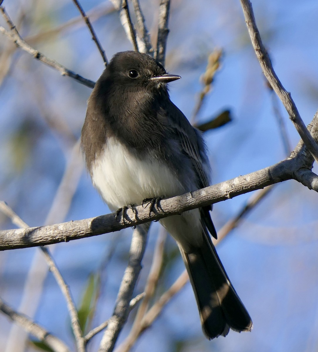 Black Phoebe - ML646481252