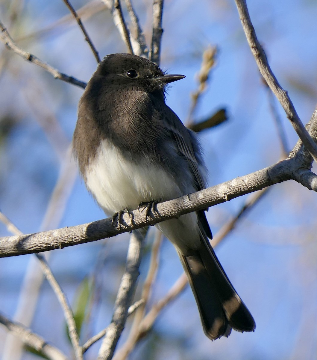 Black Phoebe - ML646481253