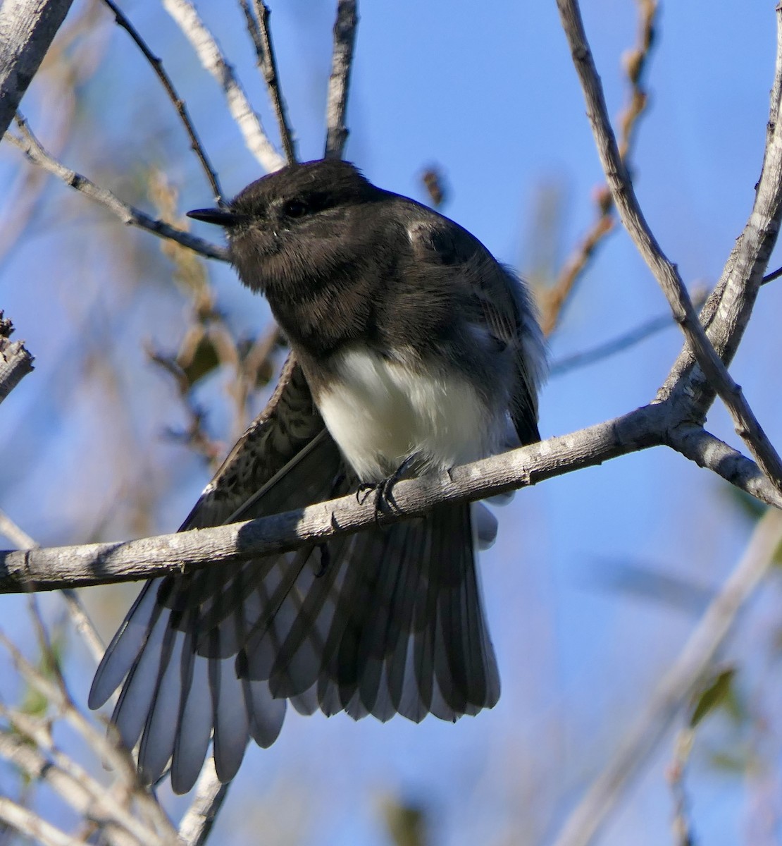Black Phoebe - ML646481254