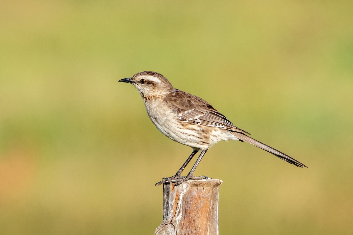 Chilean Mockingbird - ML646481255