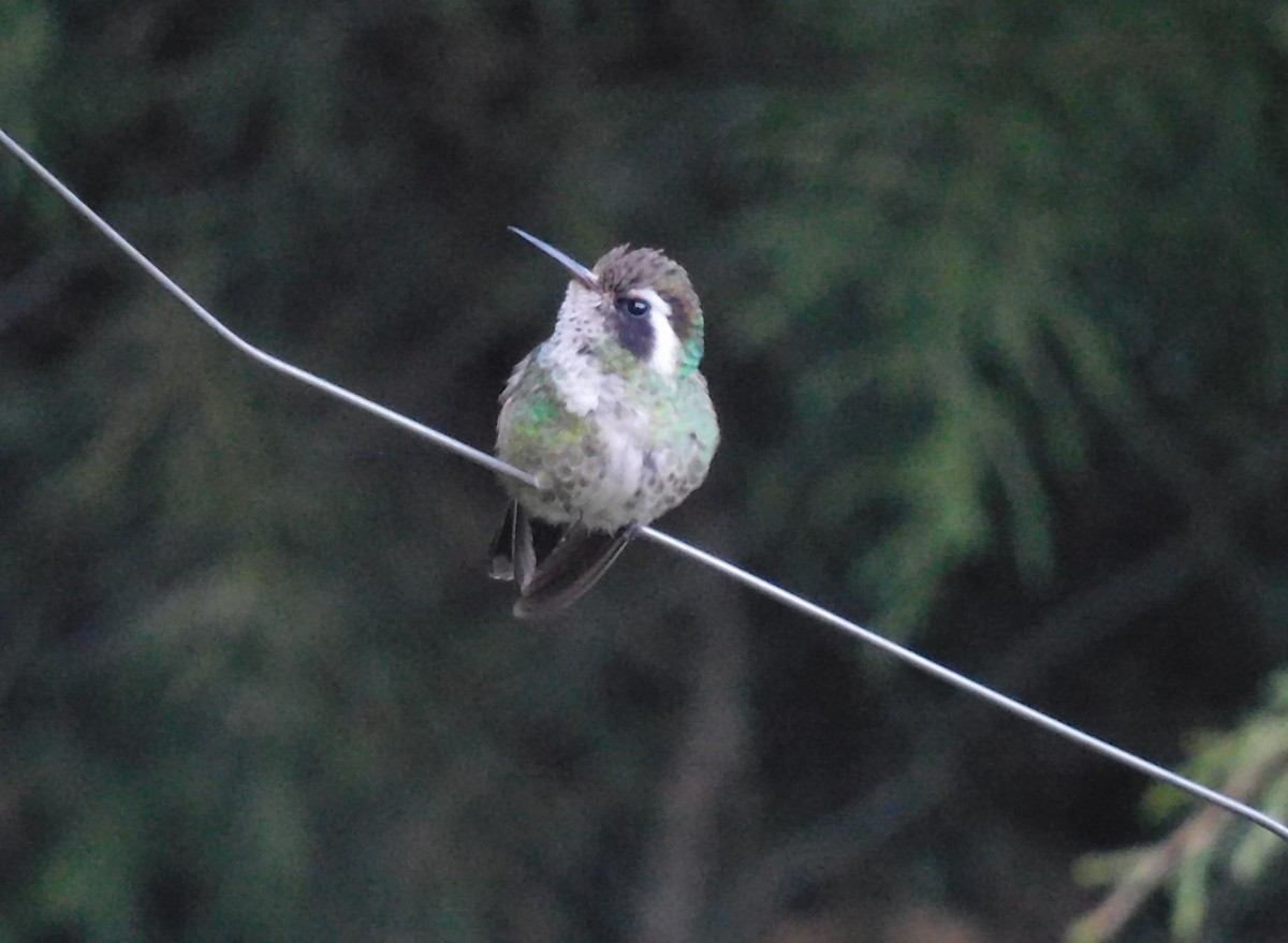 White-eared Hummingbird - ML646481256
