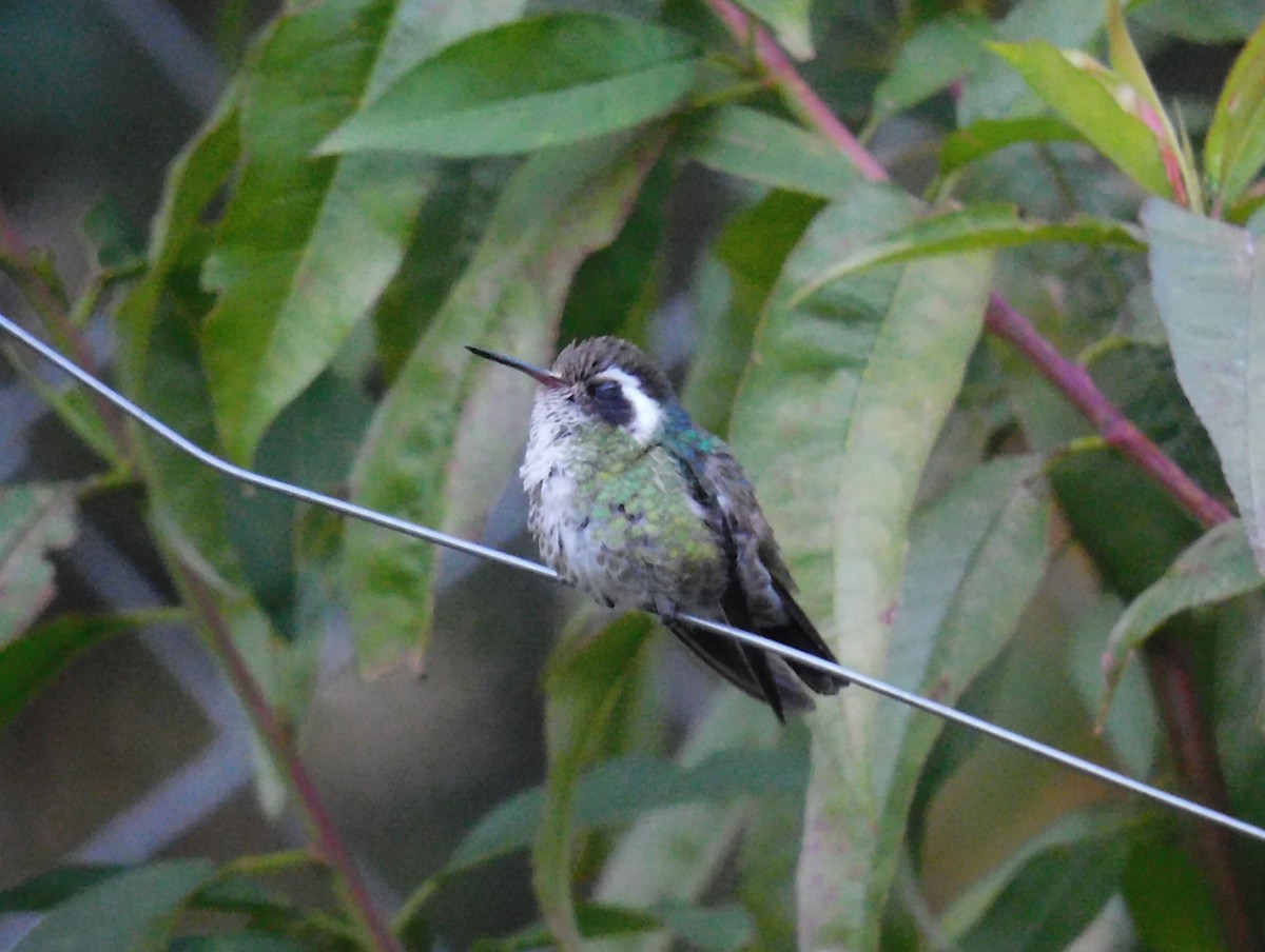 White-eared Hummingbird - ML646481257