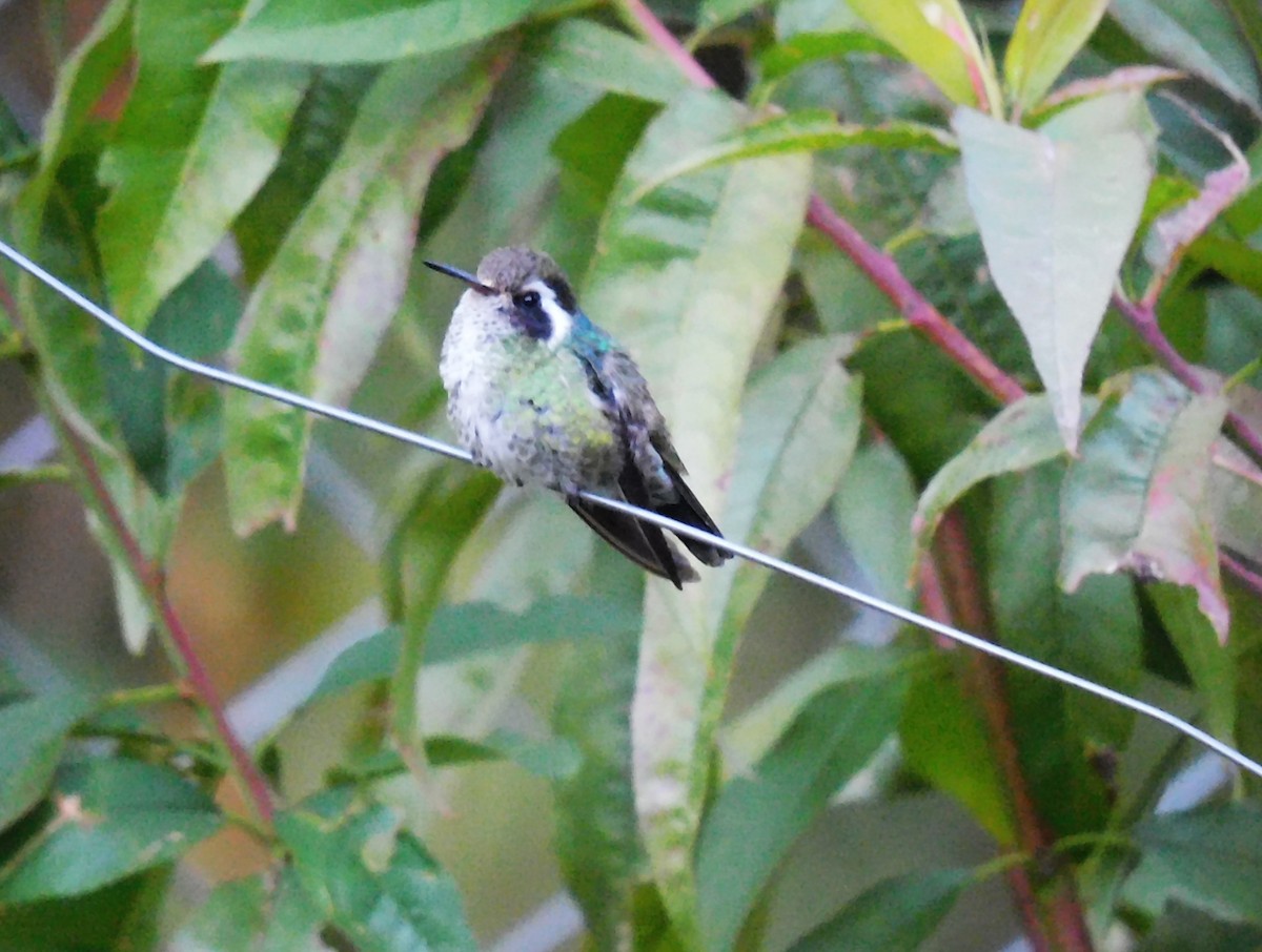 White-eared Hummingbird - ML646481258