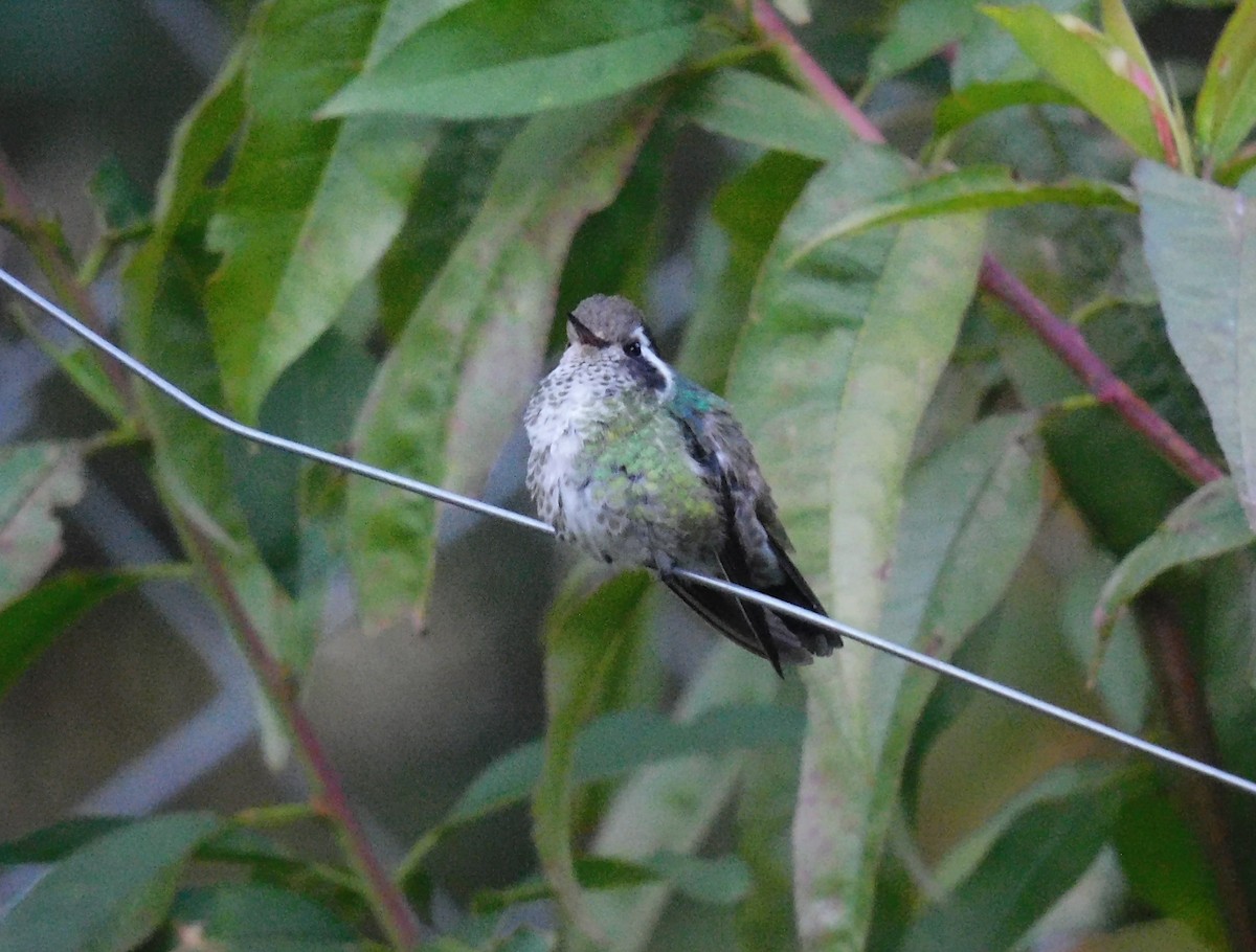 White-eared Hummingbird - ML646481259