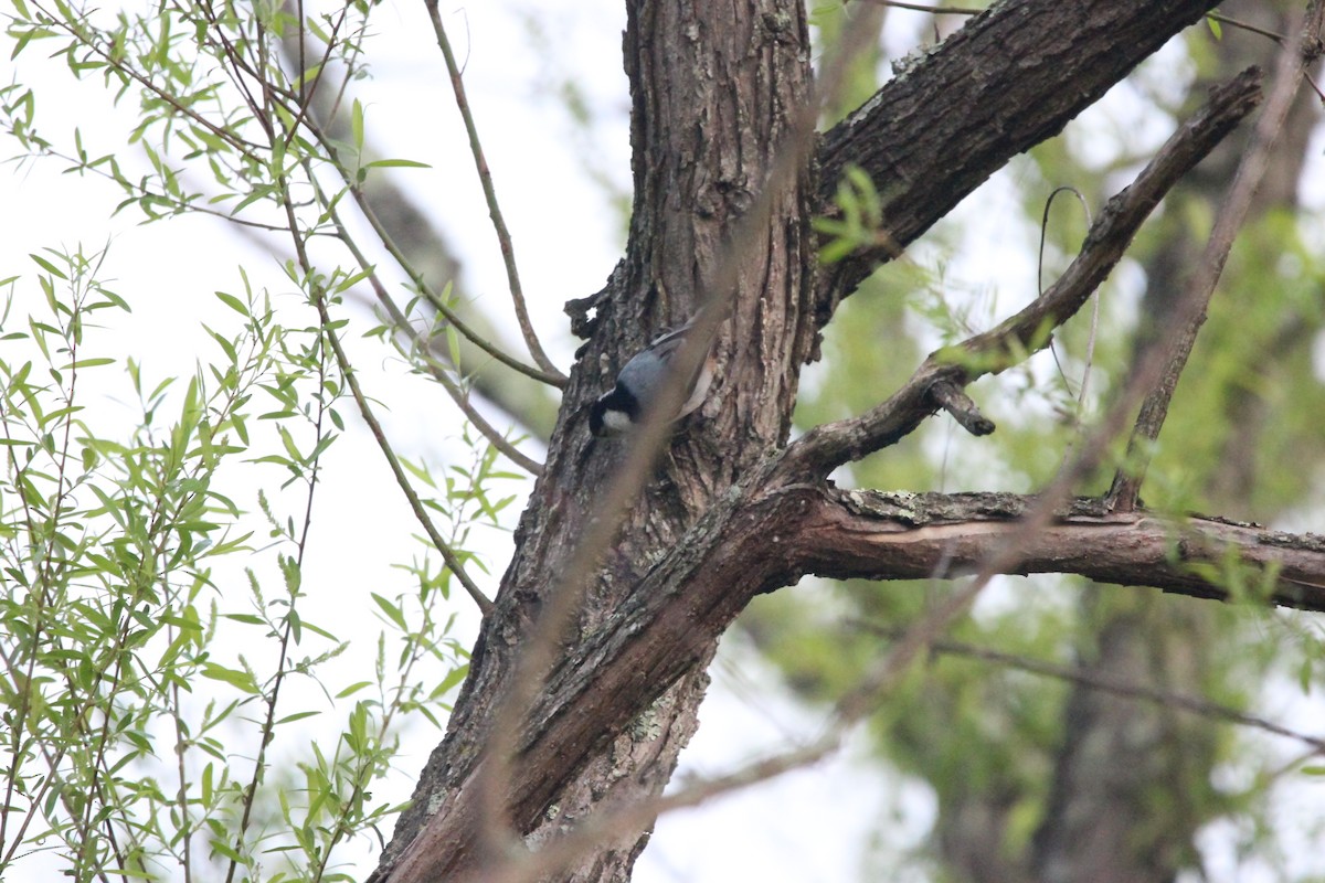 White-breasted Nuthatch - ML646481263