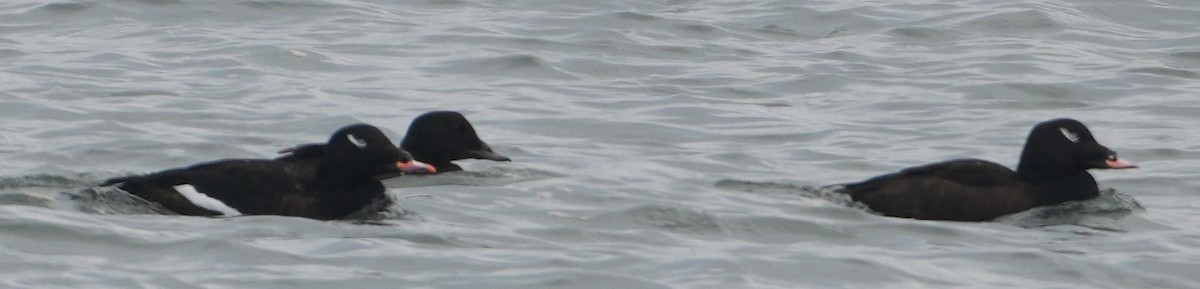 קטיפנית לבנת-כנף - ML646481267