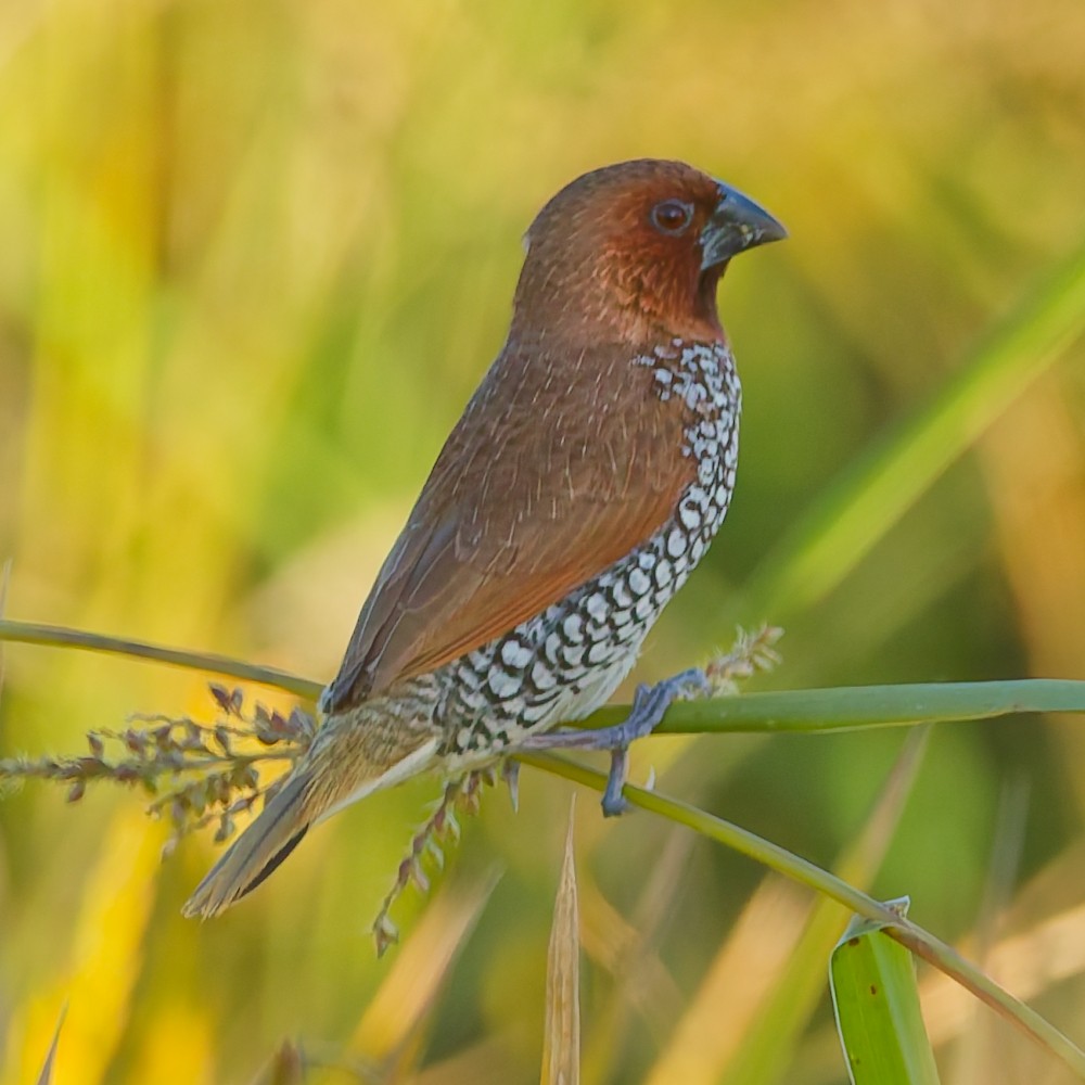 Scaly-breasted Munia - ML646481269