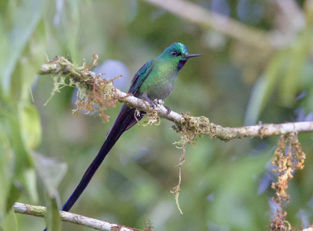 Gök Kuyruklu Ormanperisi - ML646481271