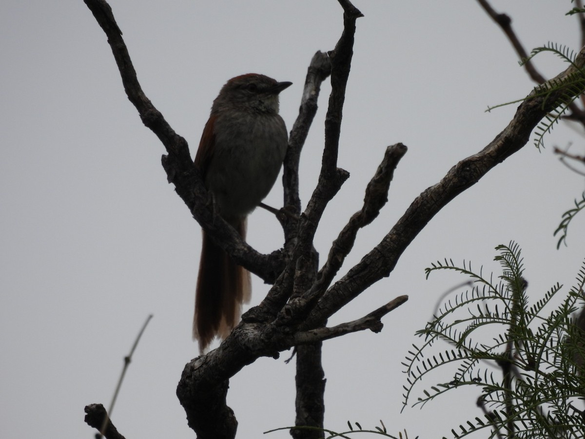 Pale-breasted Spinetail - ML646481272