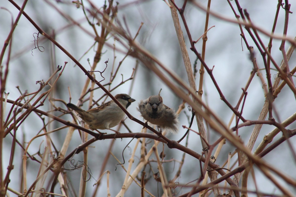 House Sparrow - ML646481275