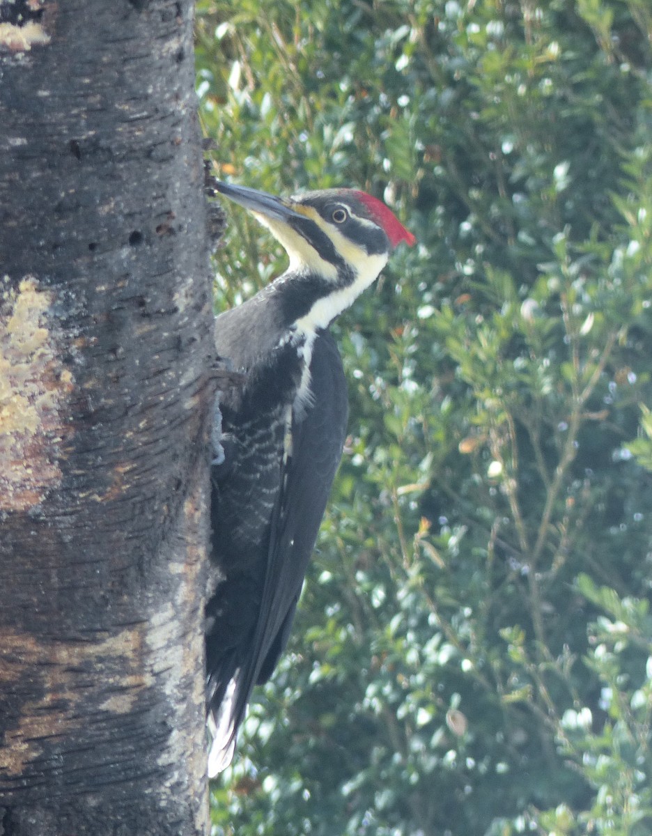 Pileated Woodpecker - ML646481278