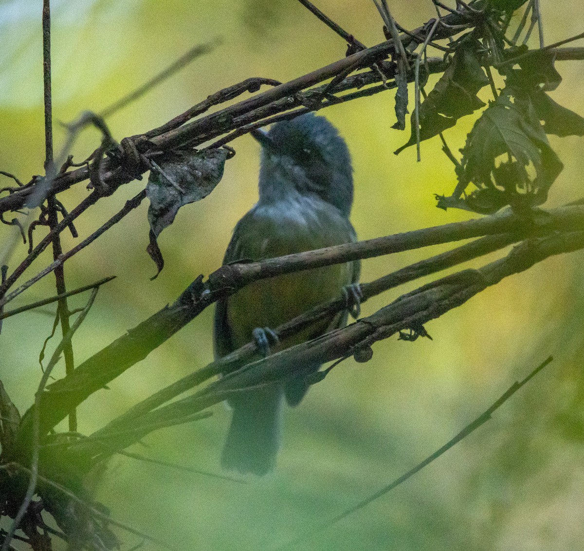 Батарито лісовий - ML646481280