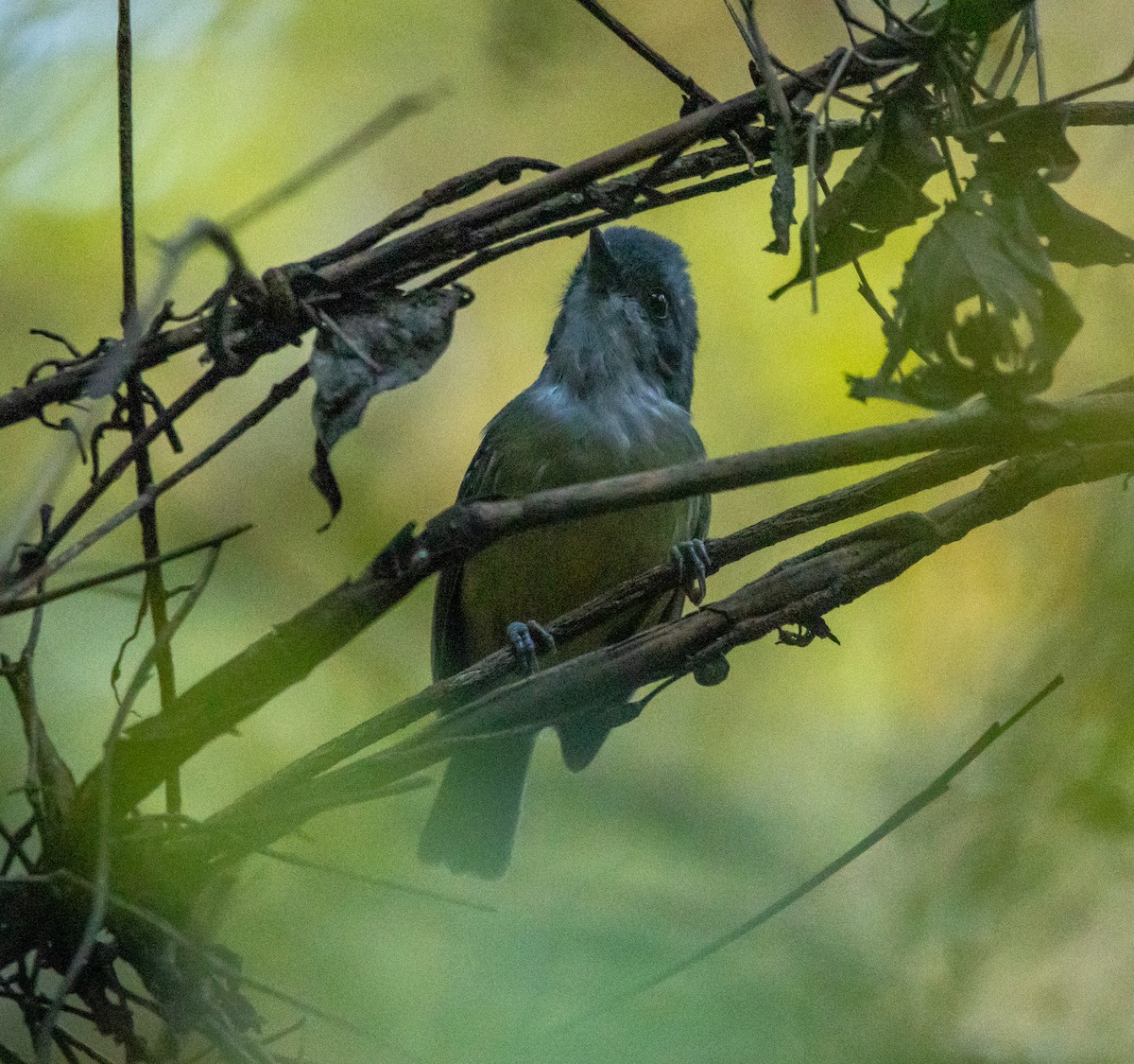 Батарито лісовий - ML646481281