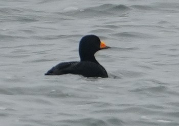 Американская синьга - ML646481282