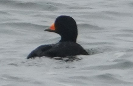 Американская синьга - ML646481283