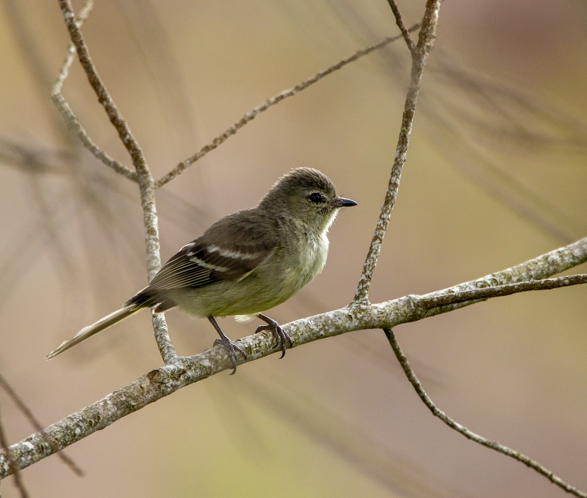 Еленія паранайська - ML646481292