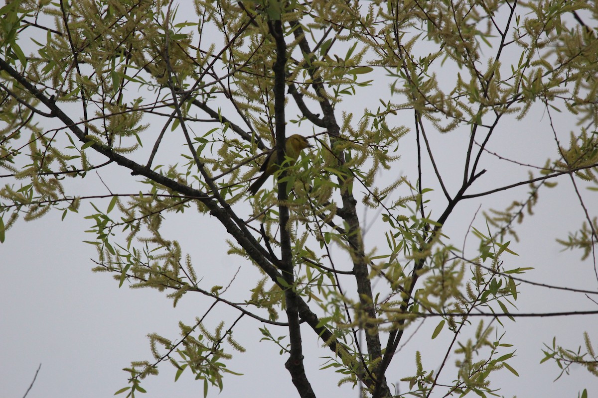 Orchard Oriole - ML646481293