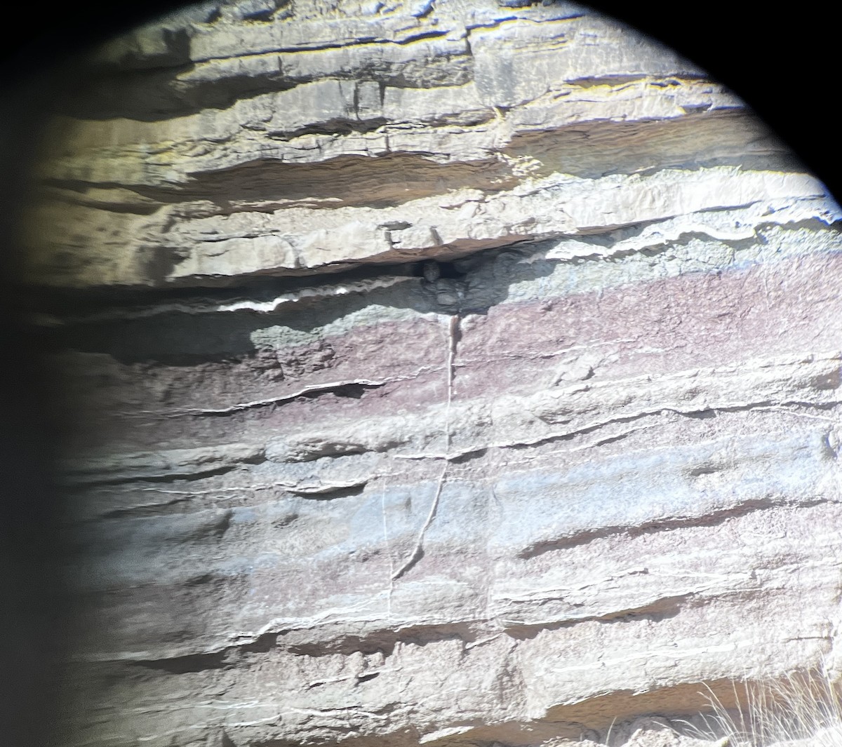 Little Owl - ML646481297