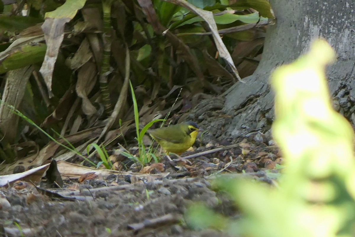 Kentucky Warbler - ML646481298