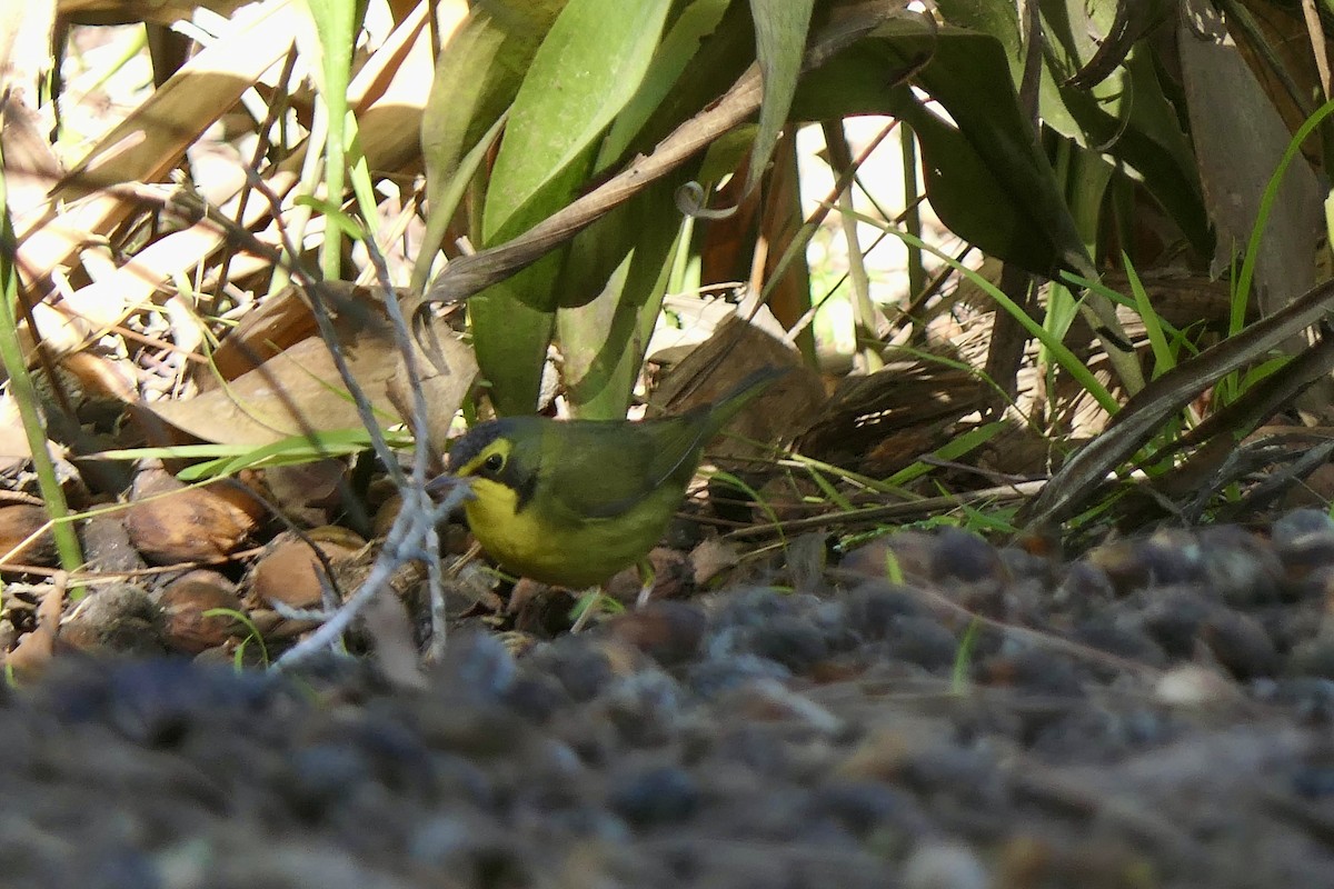 Kentucky Warbler - ML646481299