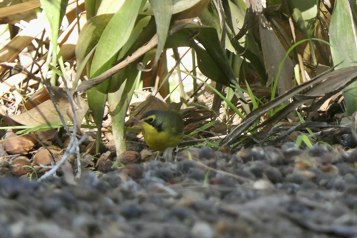 Kentucky Warbler - ML646481300